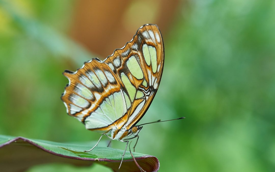 Lectia fluturelui – Dezvoltarea copilului